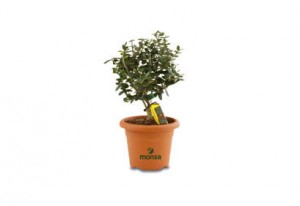 Olivo Arbol Bonsai Promocional
