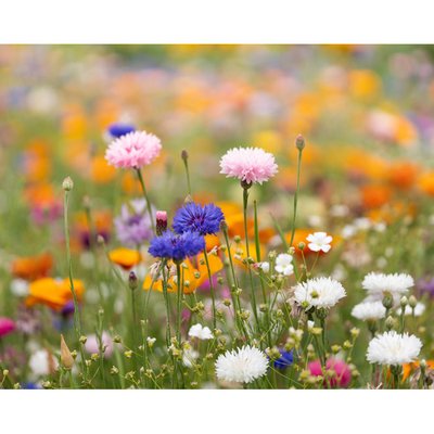 Hoja A5 Reciclada con Semillas de Flores