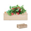 Kit Cultivo Fresas en Caja Madera