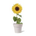 Maceta Biodegradable Semillas Girasol