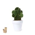 Maceta Terracota con Semillas de Cactus