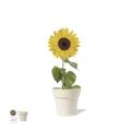 Maceta Biodegradable Semillas Girasol