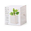 Maceta biodegradable con semillas menta en caja de madera