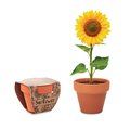 Maceta Terracota con Semillas Girasol Madera