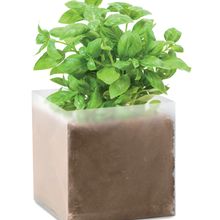 Maceta cubo plegable translúcido con semillas de albahaca Beig