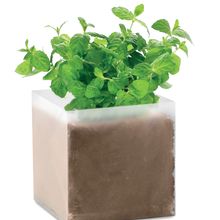 Maceta cubo plegable translúcido con semillas de menta Beig