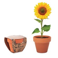 Maceta Terracota con Semillas Girasol Madera
