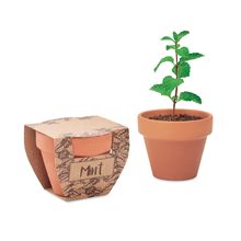 Maceta Terracota y Semillas de Menta Madera