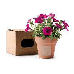 Maceta biodegradable con semillas de petunia | ZONA1 | 25 x 25