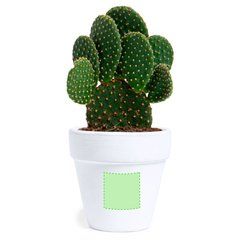 Maceta Terracota con Semillas de Cactus | Cara B