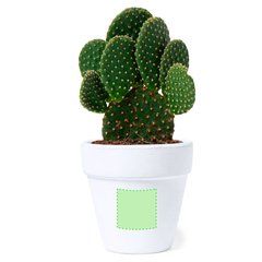 Maceta Terracota con Semillas de Cactus | Cara A