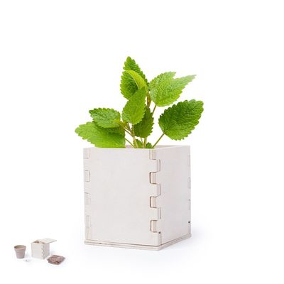 Maceta biodegradable con semillas menta en caja de madera