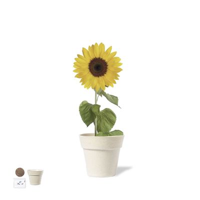 Maceta Biodegradable Semillas Girasol
