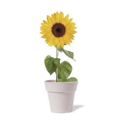 Maceta Biodegradable Semillas Girasol