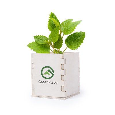 Maceta biodegradable con semillas menta en caja de madera