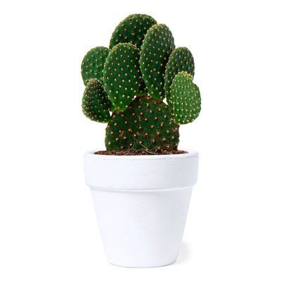 Maceta Terracota con Semillas de Cactus