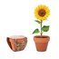 Maceta Terracota con Semillas Girasol Madera