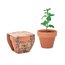 Maceta Terracota y Semillas de Menta Madera