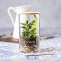 Mini Invernadero de Cristal con Semillas de Cactus UE