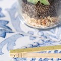 Mini Invernadero de Cristal con Semillas de Cactus UE