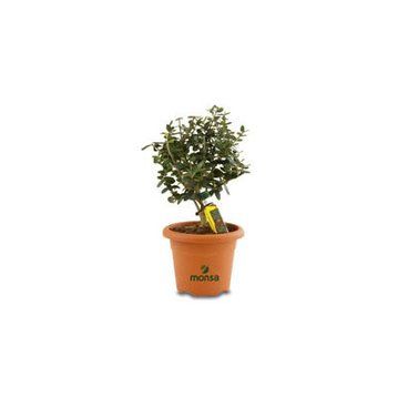 Olivo Arbol Bonsai Promocional