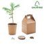Set de Semillas de Pino 30cm/año UE Beig